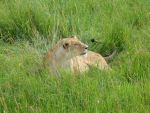 Cliquer ici pour voir l'image grand format Kenya_004.jpg