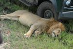 Cliquer ici pour voir l'image grand format Kenya_005.jpg