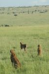 Cliquer ici pour voir l'image grand format Kenya_032.jpg