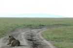 Cliquer ici pour voir l'image grand format Kenya_034.jpg