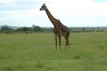 Cliquer ici pour voir l'image grand format Kenya_045.jpg