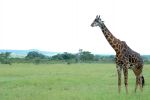 Cliquer ici pour voir l'image grand format Kenya_046.jpg