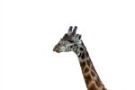 Cliquer ici pour voir l'image grand format Kenya_047.jpg