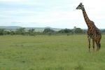 Cliquer ici pour voir l'image grand format Kenya_048.jpg