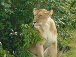 Cliquer ici pour voir l'image grand format Kenya_068.jpg