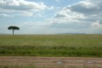 Cliquer ici pour voir l'image grand format Kenya_070.jpg