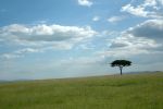 Cliquer ici pour voir l'image grand format Kenya_071.jpg
