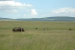 Cliquer ici pour voir l'image grand format Kenya_072.jpg