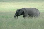 Cliquer ici pour voir l'image grand format Kenya_074.jpg