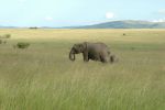 Cliquer ici pour voir l'image grand format Kenya_076.jpg