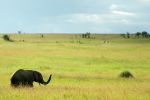 Cliquer ici pour voir l'image grand format Kenya_078.jpg