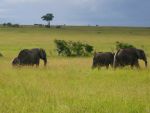 Cliquer ici pour voir l'image grand format Kenya_082.jpg