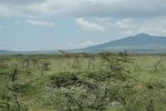 Cliquer ici pour voir l'image grand format Kenya_096.jpg