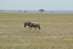Cliquer ici pour voir l'image grand format Kenya_117.jpg