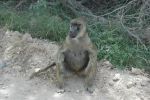 Cliquer ici pour voir l'image grand format Kenya_123.jpg