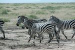 Cliquer ici pour voir l'image grand format Kenya_131.jpg