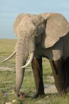 Cliquer ici pour voir l'image grand format Kenya_169.jpg