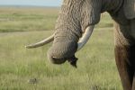 Cliquer ici pour voir l'image grand format Kenya_171.jpg