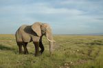 Cliquer ici pour voir l'image grand format Kenya_172.jpg