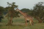 Cliquer ici pour voir l'image grand format Kenya_200.jpg