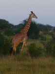 Cliquer ici pour voir l'image grand format Kenya_202.jpg