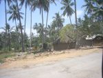 Cliquer ici pour voir l'image grand format Kenya_212.jpg