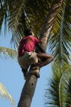 Cliquer ici pour voir l'image grand format Kenya_217.jpg