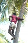 Cliquer ici pour voir l'image grand format Kenya_220.jpg